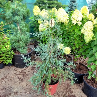 Можжевельник виргинский Пендула / Juniperus virginiana Pendula
Редкий и коллекци. . фото 3