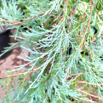 Можжевельник виргинский Пендула / Juniperus virginiana Pendula
Редкий и коллекци. . фото 5