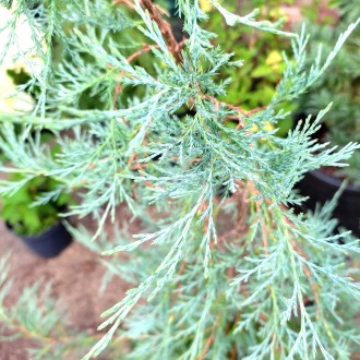 Можжевельник виргинский Пендула / Juniperus virginiana Pendula
Редкий и коллекци. . фото 4