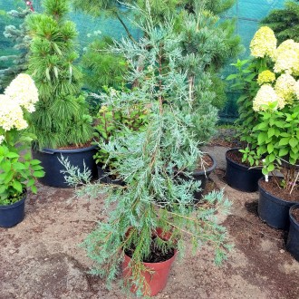 Можжевельник виргинский Пендула / Juniperus virginiana Pendula
Редкий и коллекци. . фото 2
