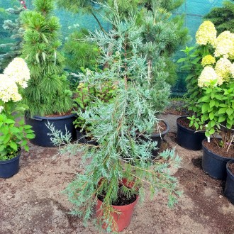 Можжевельник Пендула / С10 / h 100-120 / Juniperus Pendula. Балаклія. фото 1 Можжевельник Пендула / С10 / h 100-120 / Juniperus Pendula. Балаклія. фото 1