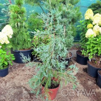 Можжевельник виргинский Пендула / Juniperus virginiana Pendula
Редкий и коллекци. . фото 1