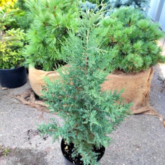 Можжевельник виргинский / Juniperus virginiana 
Быстрорастущее хвойное дерево с . . фото 6