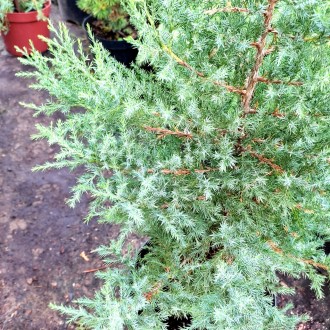 Можжевельник виргинский / Juniperus virginiana 
Быстрорастущее хвойное дерево с . . фото 7