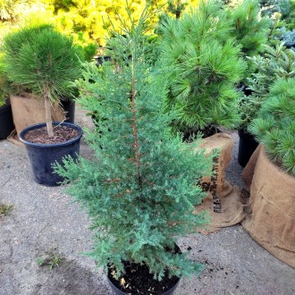 Можжевельник виргинский / Juniperus virginiana 
Быстрорастущее хвойное дерево с . . фото 5