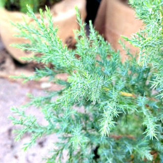 Можжевельник виргинский / Juniperus virginiana 
Быстрорастущее хвойное дерево с . . фото 4