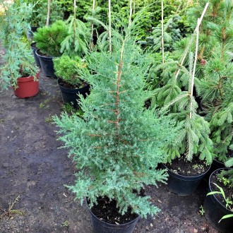 Можжевельник виргинский / Juniperus virginiana 
Быстрорастущее хвойное дерево с . . фото 9