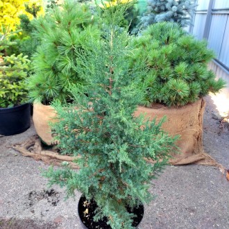 Можжевельник виргинский / Juniperus virginiana 
Быстрорастущее хвойное дерево с . . фото 3
