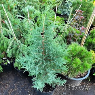 Можжевельник виргинский / Juniperus virginiana 
Быстрорастущее хвойное дерево с . . фото 1