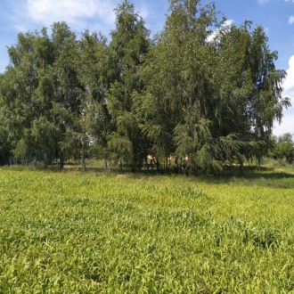 смт. Гребінки. Будинок біля озера. Продажа.. . фото 5 * Будинок розташований на першій лінії р. Протока!
* смт. Гребінки, 55км від Ки. . фото 5