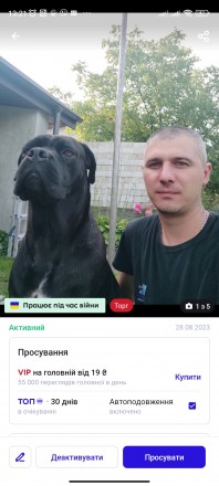 Бронювання чистокровних цуциків Кане-Корсо відкрито!!!. Новый Роздол. фото 1 Бронювання чистокровних цуциків Кане-Корсо відкрито!!!. Новый Роздол. фото 1