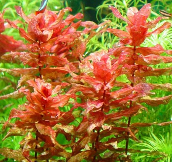 Продам самое красивое, красное аквариумное растение Ротала Макрандра (Rotala mac. . фото 4