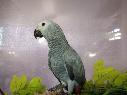 Смышлённые, говорящие попугайчики Жако. Одни из самых умных, говорящих птиц. Осо. . фото 6