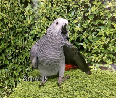 В продаже есть попугай Жако АлохвостыйПтицы разного возраста от 2 месяцев, наши . . фото 6