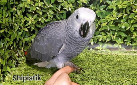 В продаже есть попугай Жако АлохвостыйПтицы разного возраста от 2 месяцев, наши . . фото 5