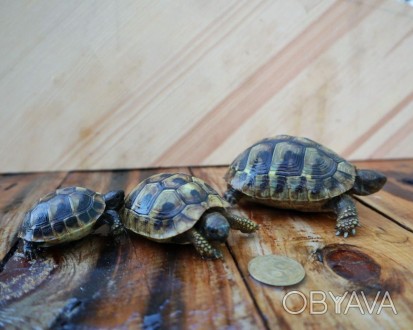 Продаётся Балканская черепаха, сухопутная черепаха, ручные черепахи Testudo herm. . фото 1