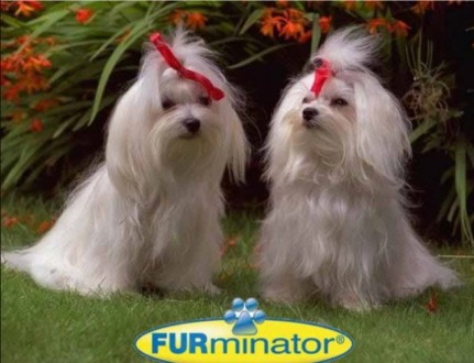 Furminator deShedding tool (середній) ― для видалення линяющей вовни собак і кот. . фото 6