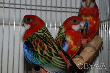 Розеллы - особый вид попугаев, чей чрезвычайно яркий окрас и красота запомнятся . . фото 1
