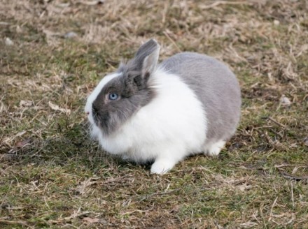  Декоративный карликовый кролик. Возраст 3 месяца, разного окраса. Кролика можно. . фото 2