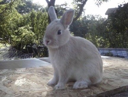  Декоративный карликовый кролик. Возраст 3 месяца, разного окраса. Кролика можно. . фото 3