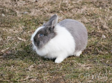  Декоративный карликовый кролик. Возраст 3 месяца, разного окраса. Кролика можно. . фото 1