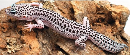 Леопардовый геккон или как его еще называют эублефар, классического окрасаНа фот. . фото 1