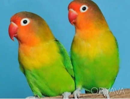 Неразлучник Фишера наверное самый популярный неразлучник среди любителей попугае. . фото 1