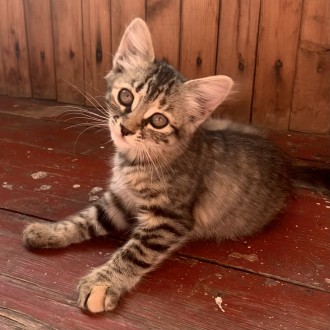 Котята Двое котят Кошенята Двоє кошенят. Кропивницкий. фото 1 Котята Двое котят Кошенята Двоє кошенят. Кропивницкий. фото 1