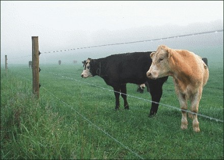  Електропастух призначена для контрольованого випасання великої рогатої худоби, . . фото 4