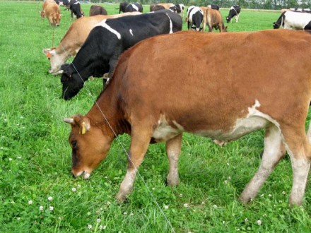  Електропастух призначена для контрольованого випасання великої рогатої худоби, . . фото 5