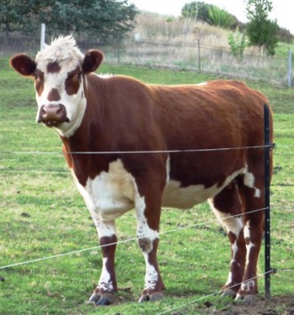  Електропастух призначена для контрольованого випасання великої рогатої худоби, . . фото 8