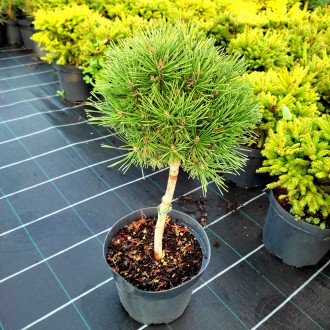 Сосна горная Мопс / Pinus mugo Mops
Карликовый сорт сосны, шаровидной формы c оч. . фото 3