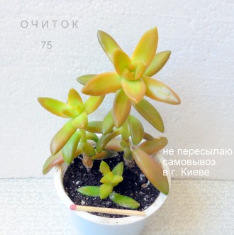 продается суккулент очиток. Киев. фото 1 продается суккулент очиток. Киев. фото 1