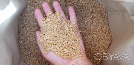 BLOOM сорт м'якої озимої пшениці науково розроблений в Канаді у 2020 г кана. . фото 1
