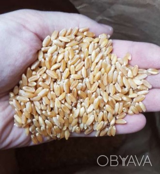 Сорт твердої озимої пшениці FARGO розроблений на основі інноваційної нанотехноло. . фото 1