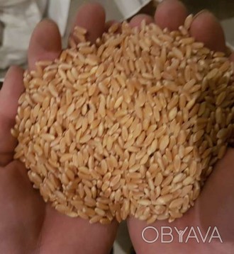Mavic-сорт м'якої дворучної пшениці, розроблений з використанням передових . . фото 1