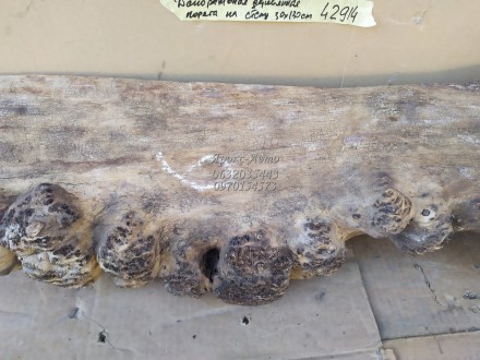 декоративная деревянная коряга на стену 30*130 см 000042914. . фото 4