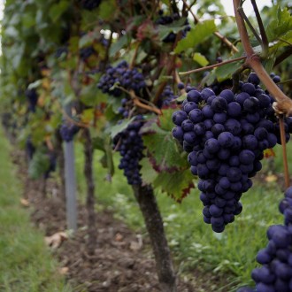 Вы ищете идеальный проволочный материал для поддержки винограда?
Представляем ва. . фото 5