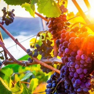 Вы ищете идеальный проволочный материал для поддержки винограда?
Представляем ва. . фото 3