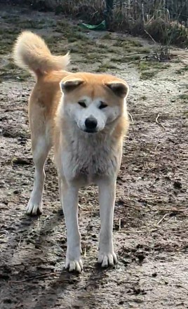 Щенки Акита ину. Змиев. фото 1