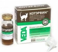 Кіт ервін. Київ. фото 1 Кіт ервін. Київ. фото 1