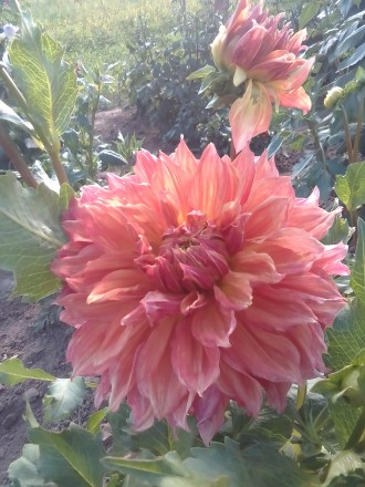 Продам поділки сортової жоржини Пенхілл Дарк Монарх 
Діаметр квітів 25+см
Квіт. . фото 5