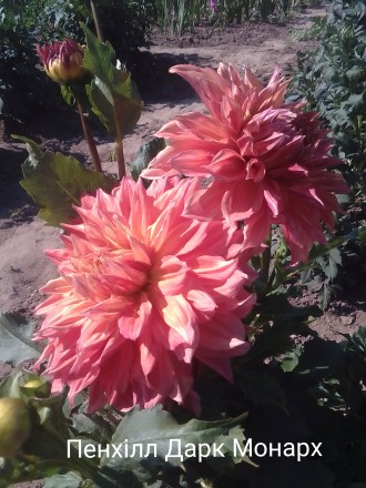 Продам поділки сортової жоржини Пенхілл Дарк Монарх 
Діаметр квітів 25+см
Квіт. . фото 2