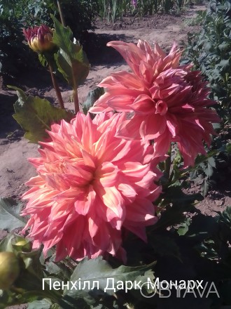 Продам поділки сортової жоржини Пенхілл Дарк Монарх 
Діаметр квітів 25+см
Квіт. . фото 1