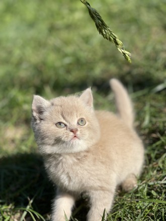 Шотландські кошенята. Ярмолинці. фото 1 Шотландські кошенята. Ярмолинці. фото 1