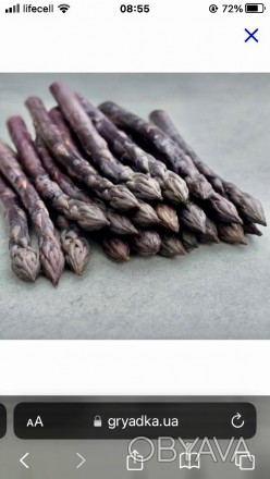 Спаржа фіолетова корінці 1-2 річні насіння спаржі. . фото 1