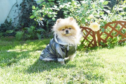 Ветровка для собак Мускат используется как дождевик на тонкой подкладке. Ткань н. . фото 6