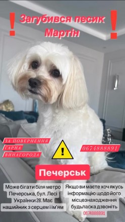 Загубився песик на Печерську. Київ. фото 1 Загубився песик на Печерську. Київ. фото 1