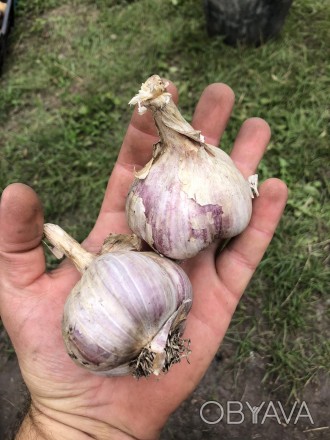 Продам Посадочный ЧЕСНОК