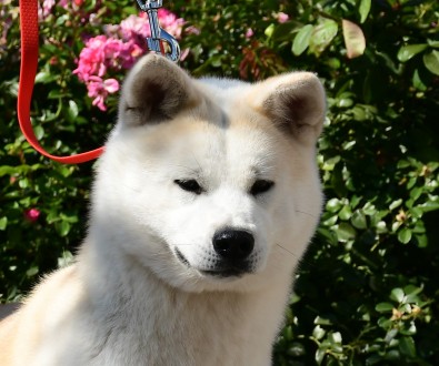 Щенки Акита ину. Змиев. фото 1